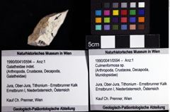 Foto (Objket + Etiketten) von Culmenformosa sp. 